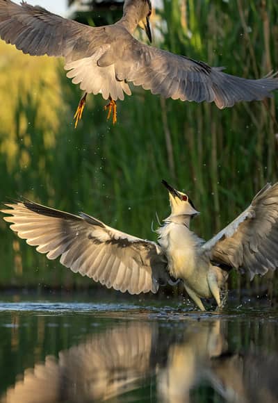 Ungarn vår (kopia) — 35