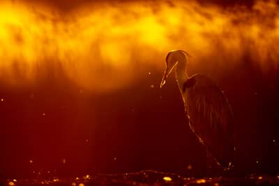 Ungarn vår (kopia) — 38