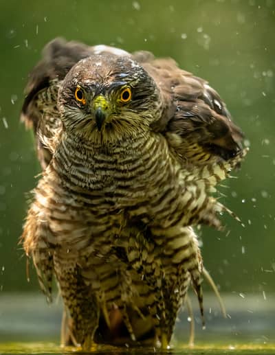 Ungarn vår (kopia) — 37