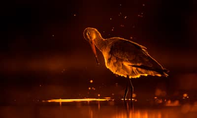 Ungarn vår (kopia) — 7