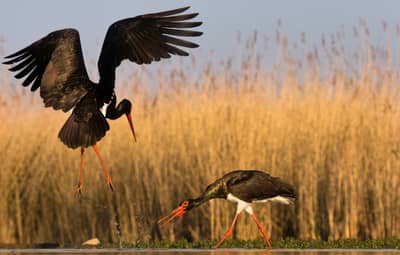 Ungarn vår (kopia) — 4