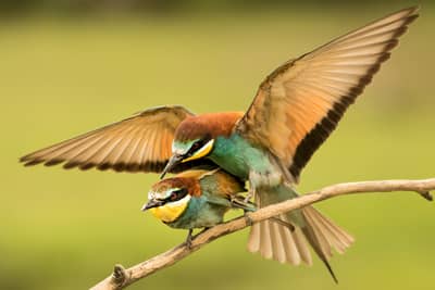 Ungarn vår (kopia) — 40