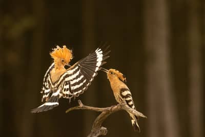 Ungarn vår (kopia) — 22