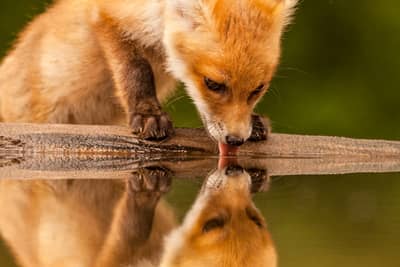 Ungarn vår (kopia) — 24