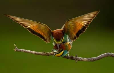 Ungarn vår (kopia) — 44