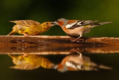 Ungarn vår (kopia) — 8