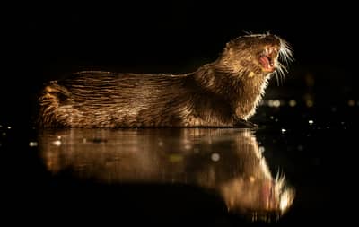 Ungarn vår (kopia) — 32