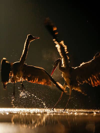 Ungarn vinter — 20