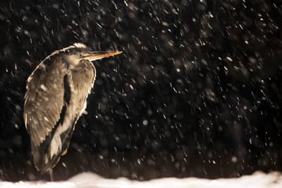 Ungarn vinter — 25