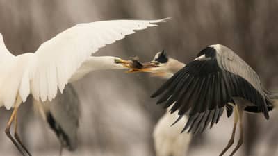 Ungarn vinter — 33