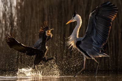 Ungarn vinter — 26