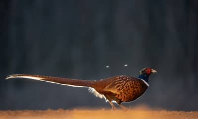 Ungarn vinter — 22