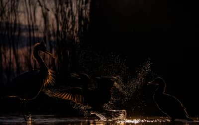 Ungarn vinter — 24