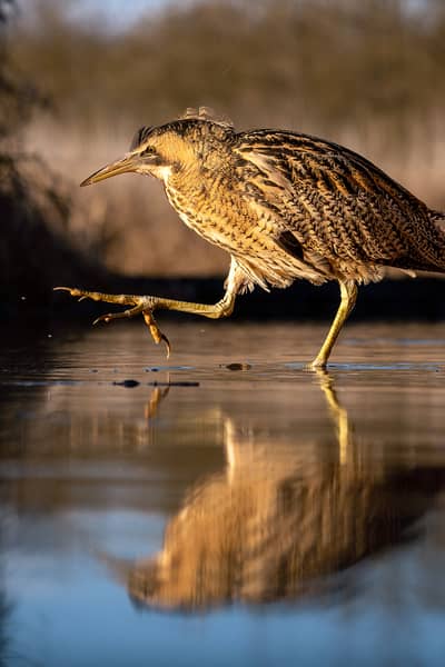 Ungarn vinter — 32