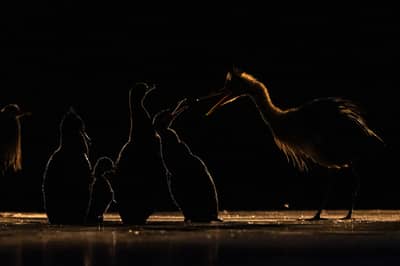 Ungarn vinter — 11