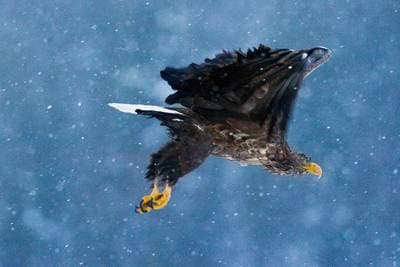 Vinter i ørneriktet — 10