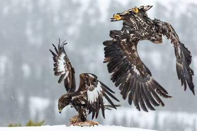 Vinter i ørneriktet — 11