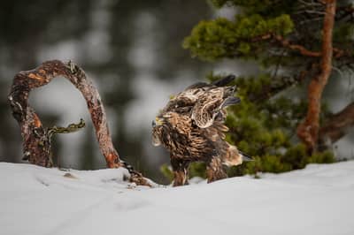 Vinter i ørneriktet — 4