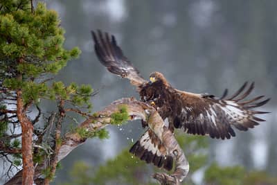 Vinter i ørneriktet — 33