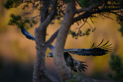 Vinter i ørneriktet — 31