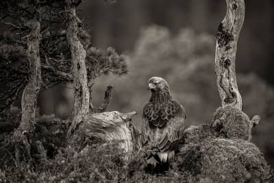 Vinter i ørneriktet — 24