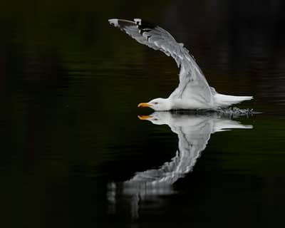 Vinter i ørneriktet — 13