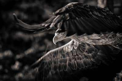 Vinter i ørneriktet — 36