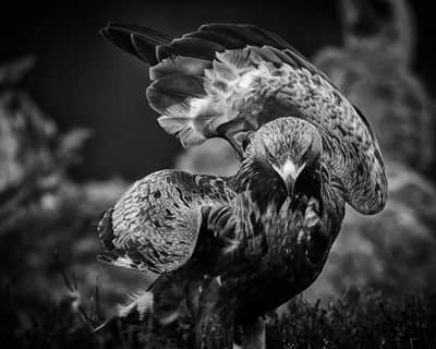 Vinter i ørneriktet — 16