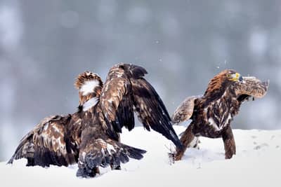 Vinter i ørneriktet — 19