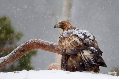 Vinter i ørneriktet — 30