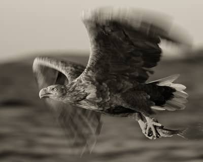 Vinter i ørneriktet — 23