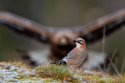 Vinter i ørneriktet — 15