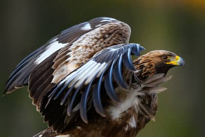 Vinter i ørneriktet — 22