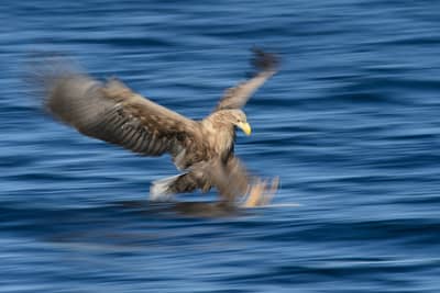 Vinter i ørneriktet — 17