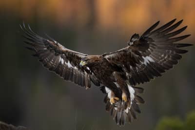 Vinter i ørneriktet — 3