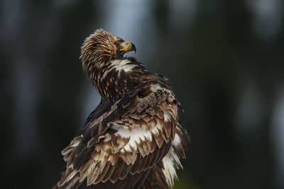 Vinter i ørneriktet — 28