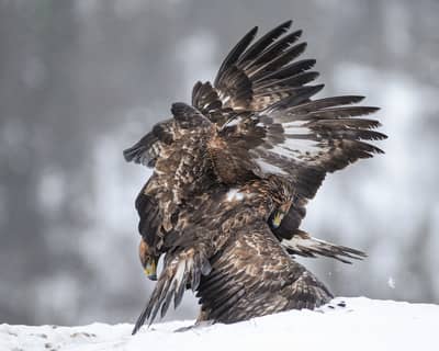 Vinter i ørneriktet — 26