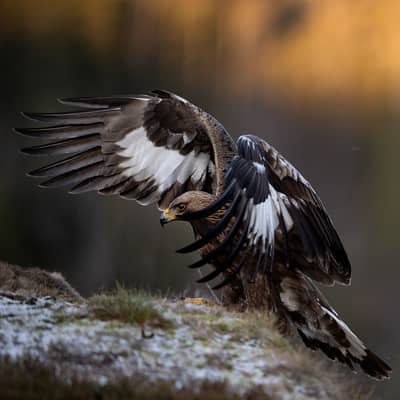 Vinter i ørneriktet — 2