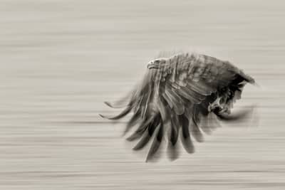 Vinter i ørneriktet — 18