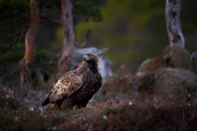 Vinter i ørneriktet — 29