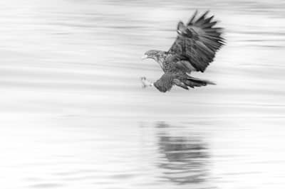 Vinter i ørneriktet — 20