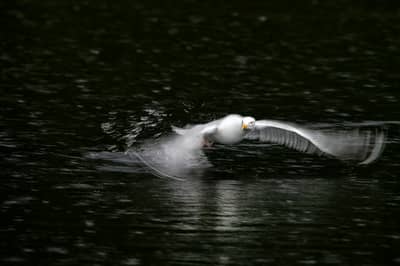 Vinter i ørneriktet — 5