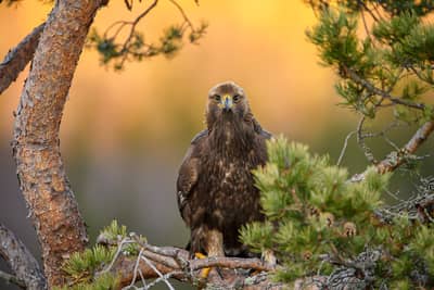 Vinter i ørneriktet — 27