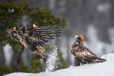 Vinter i ørneriktet — 21