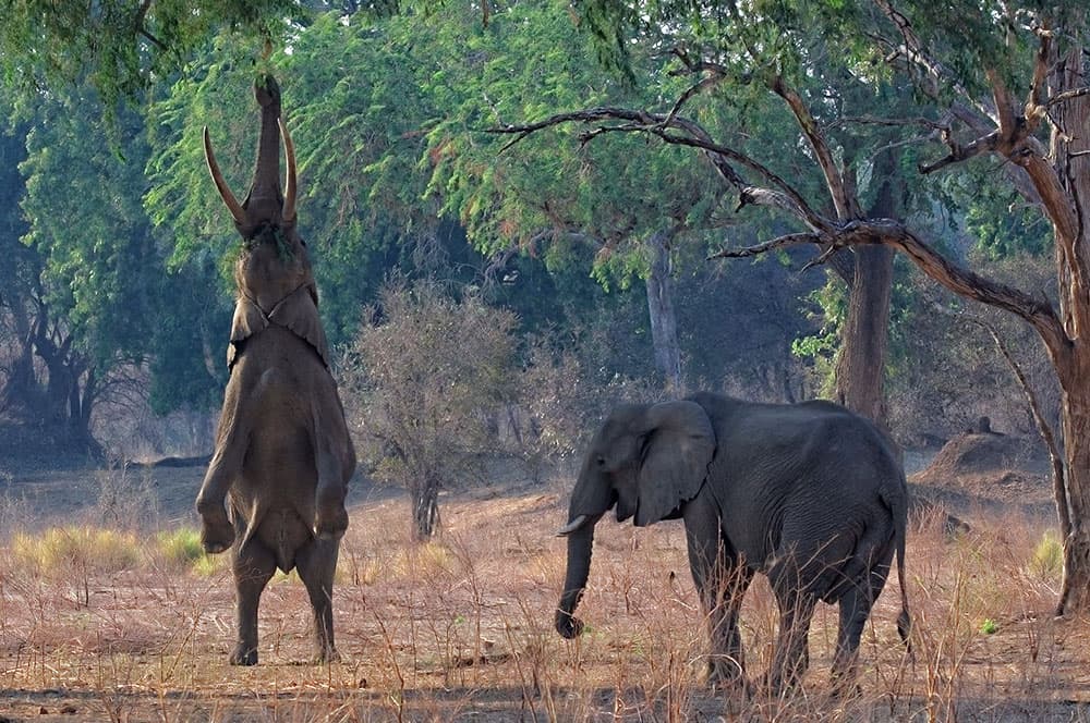 Afrikansk elefant (Loxodonta africana)