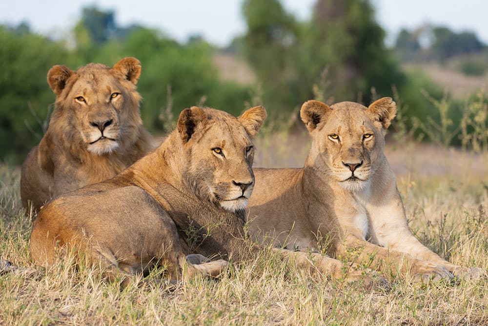Afrikansk løve (Panthera leo)