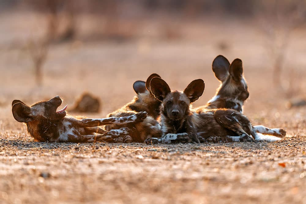 Afrikansk villhund (Lycaon pictus)