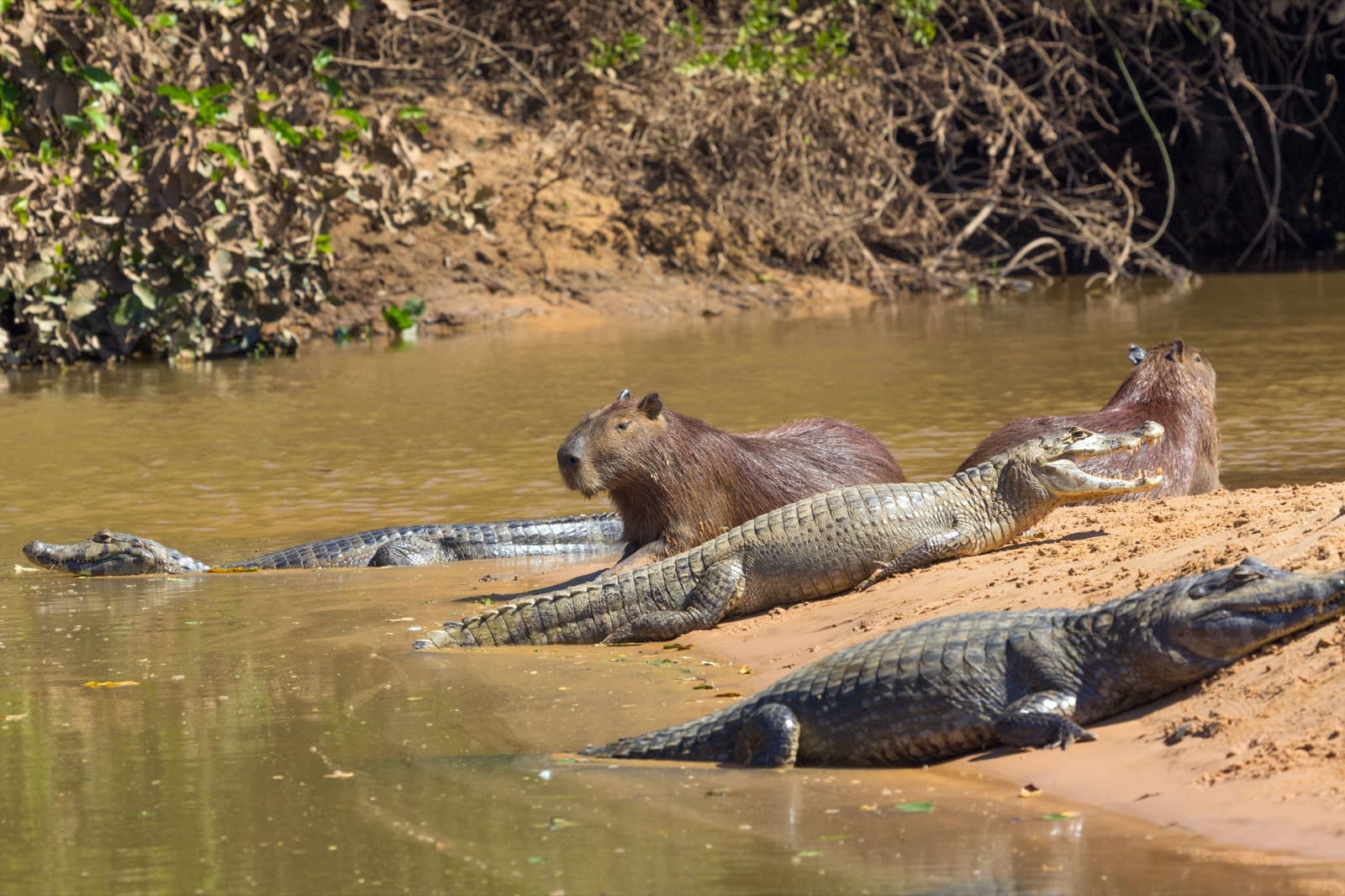 Kapybaraer og kaimaner i Pantanal