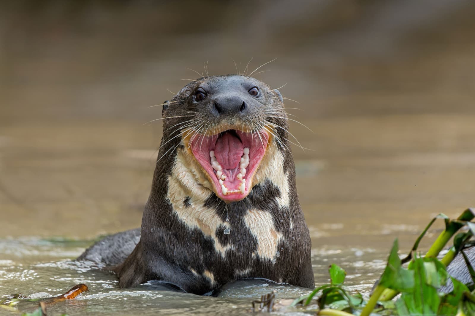 Kjempeotter (Pteronura brasiliensis)