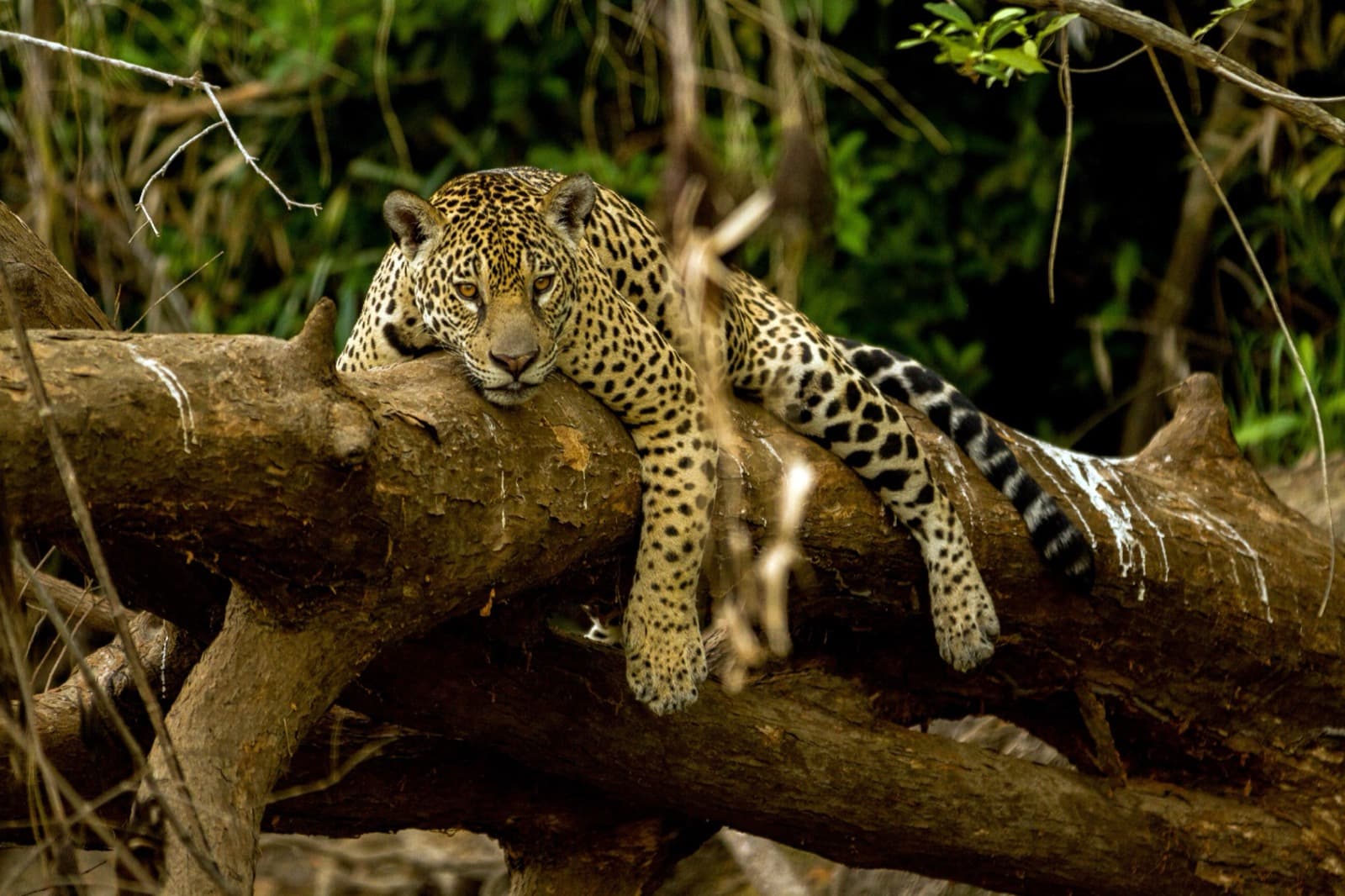Jaguar i Pantanal